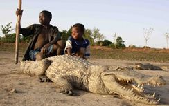 Sabou Sacred Crocodiles